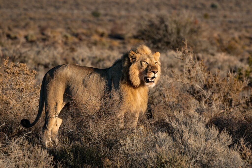 A powerful lion stands proudly in the South African savanna, showcasing its majestic mane and natural habitat.
